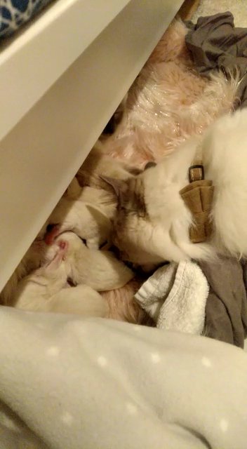 Ragdoll kittens for sale