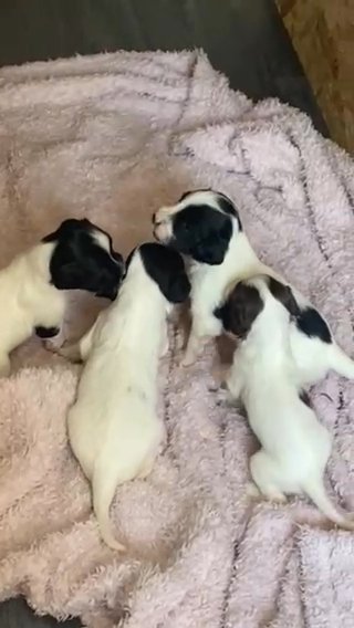 Springer Spaniel Puppies