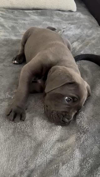 Cane Corso RARE! Top Quality