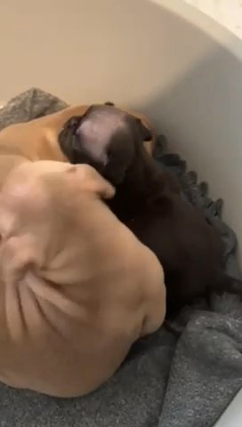 Micro/Nano  Bully Available 2 Boys Left