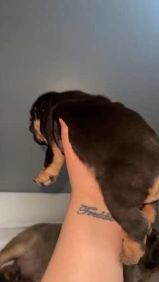 girl black an tan English bulldog full suit