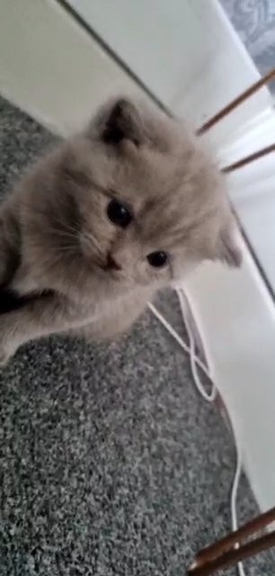 2 female bsh kittens