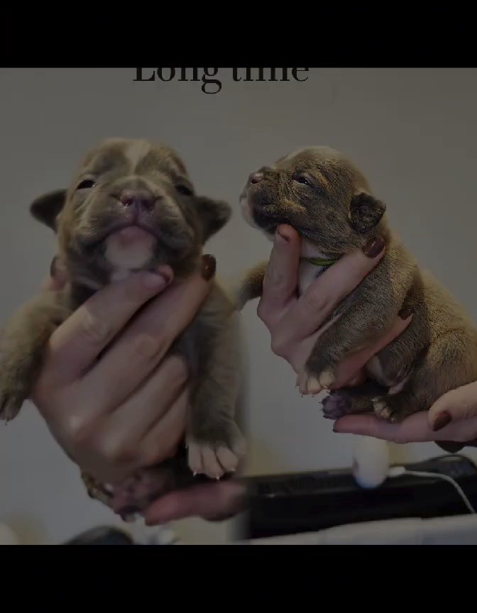 old English bulldog reduces pirce