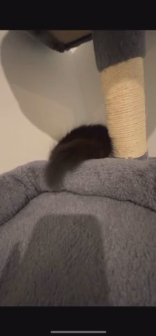 Cute Cat