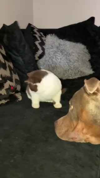 British Short Hair Kitten