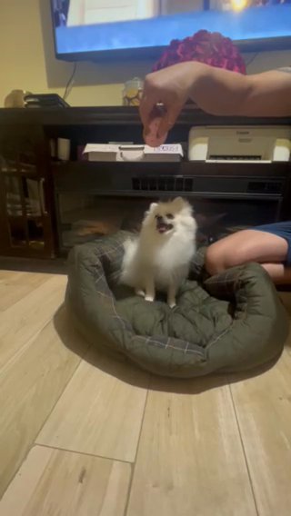 Pomeranian Female