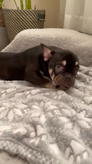 French bulldog carrying testable chocolate