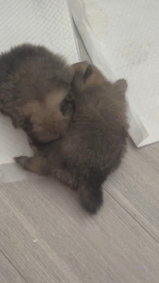 Mini Tedy pomerijan Puppy