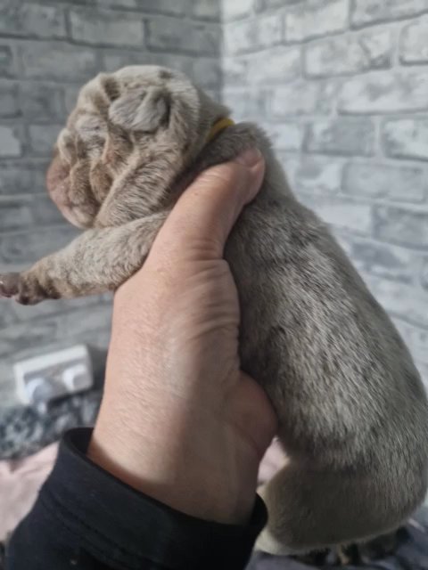 Top Pedigree English Bulldogs