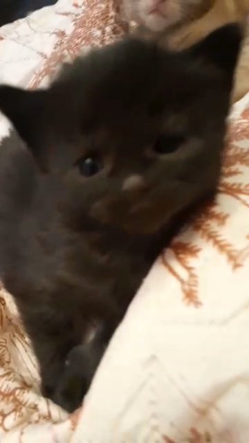 kittens ?
