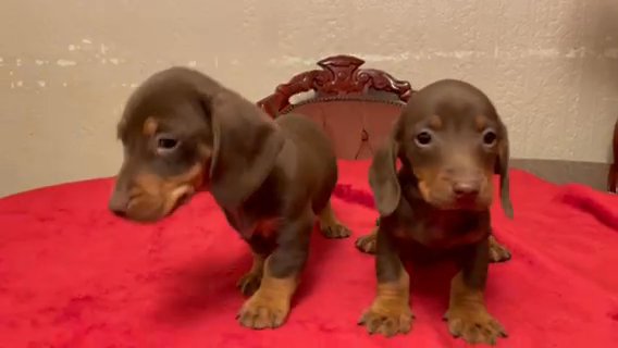 Dachshund Puppies