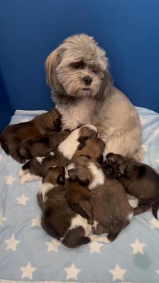 Malshi Puppies