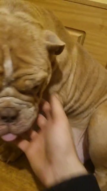 old tyme bulldog puppy