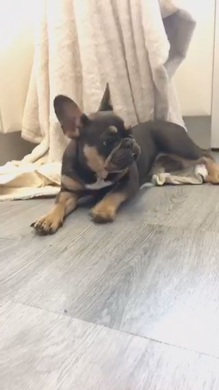 Blue And Tan Female French Bulldog