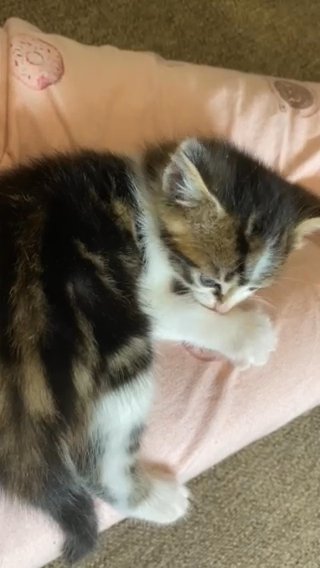 Rare male calico tabby