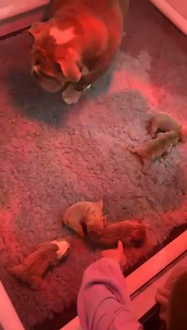 5 remaining kc registered English bulldogs puppy’s benchpress litter! ?