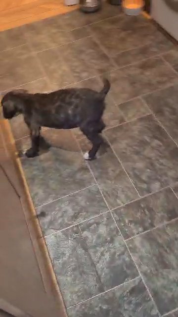 staffy