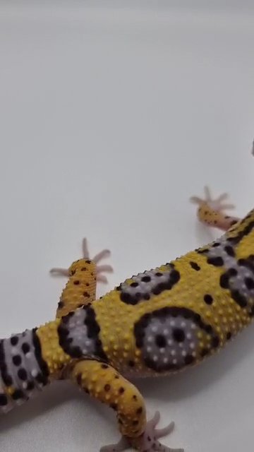 Leopard Gecko Young