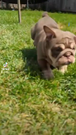 Female English Bulldog