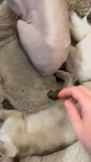 Sphynks kittens