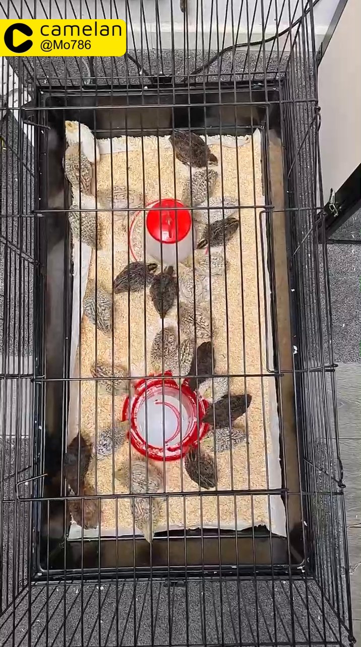quails (Bateray