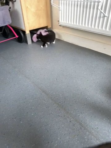 4 kittens left out litter of 5
