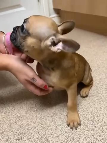 French Bulldog