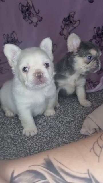 Fluffy Frenchie females