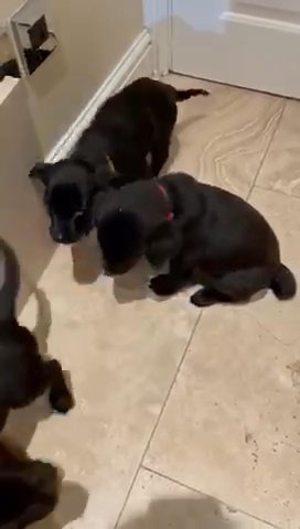 kc registered. Labrador puppies for sale