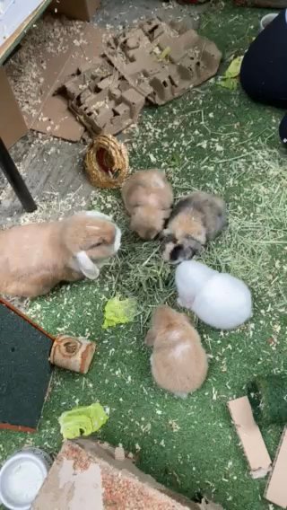 dwarf lops