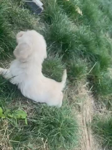 Labradoodle Puppies REDUCED