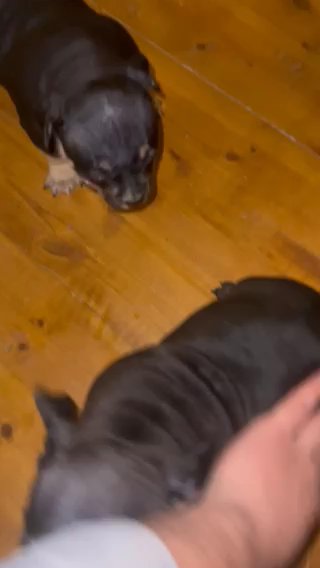 American bully