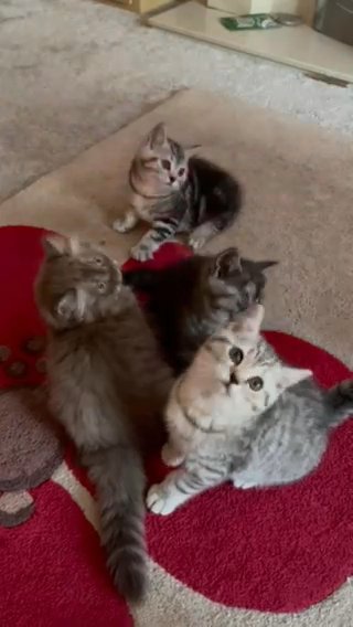 GCCF British shorthair kittens **last one left!!**