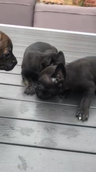French Bullies Puppies