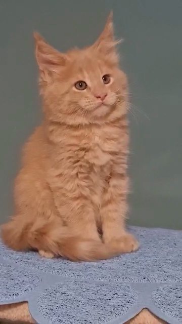 Maine Coon boy