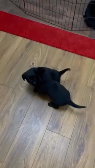 Labrador puppies for sale