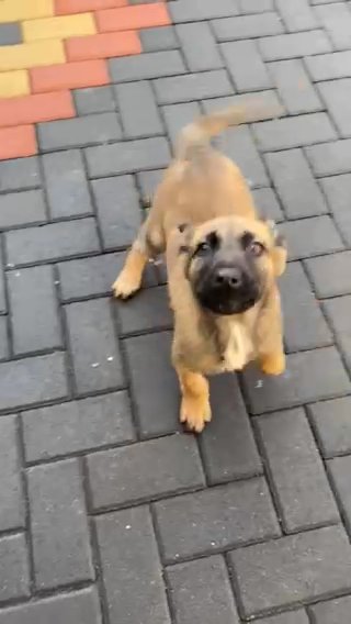 Quality Belgian malinois stud