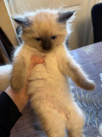 Ragdoll