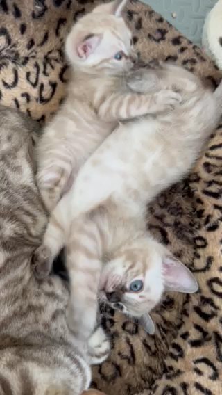Rare Snow Lynx Bengal Kittens