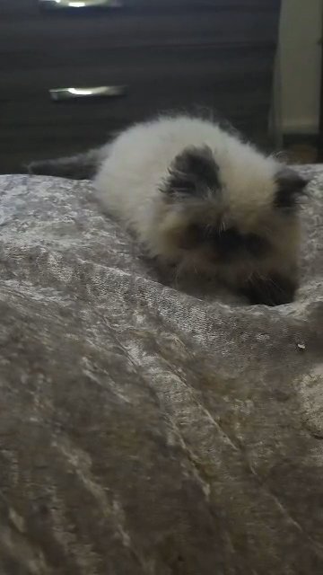 GCCF REGISTERED COLOURPOINT PERSIAN KITTENS