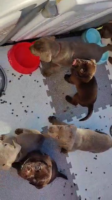 Labrador Retriever Silver, Chocolate and Chocolate Delete 12 Puppies