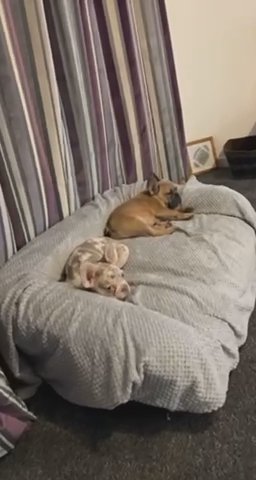 Fawn Merle French Bulldog