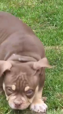 Micro American Bully