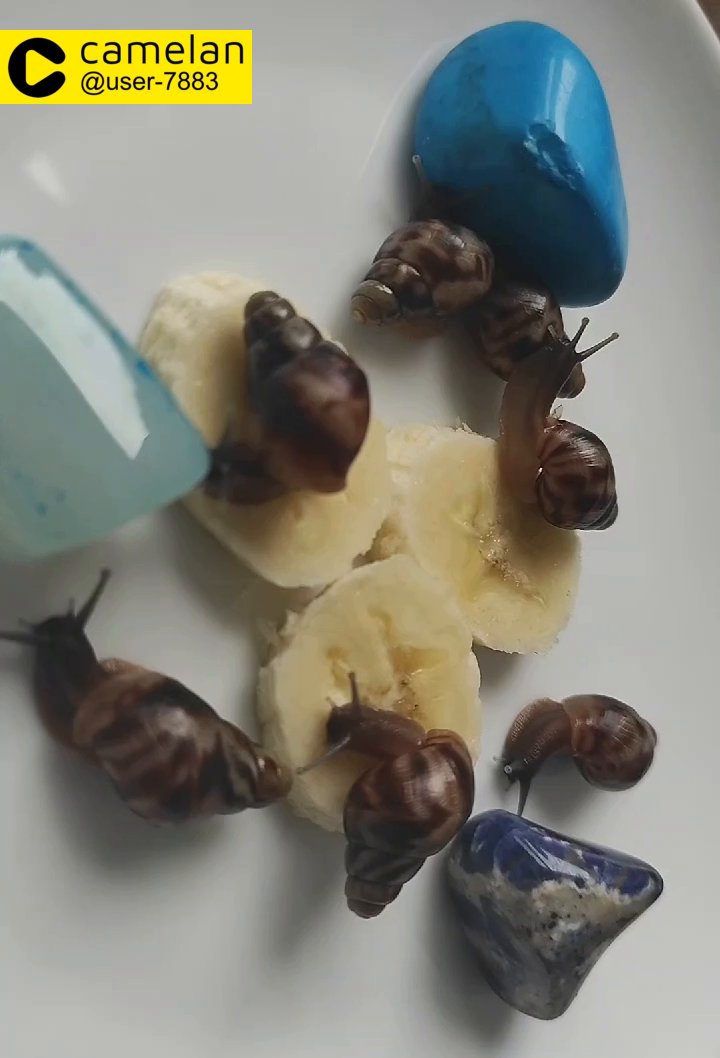 Giant African land snails, teenage