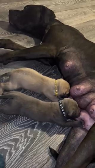 Italian Mastiff Cane Corso Pups Females Only Left
