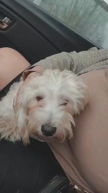 male maltipoo