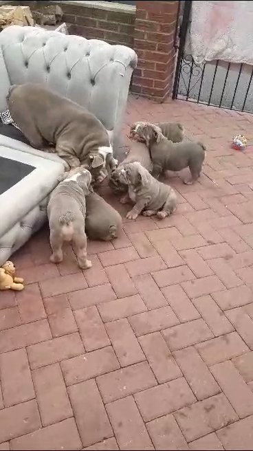 English bulldog Pups