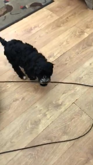 Cockapoo Pups Ready Now