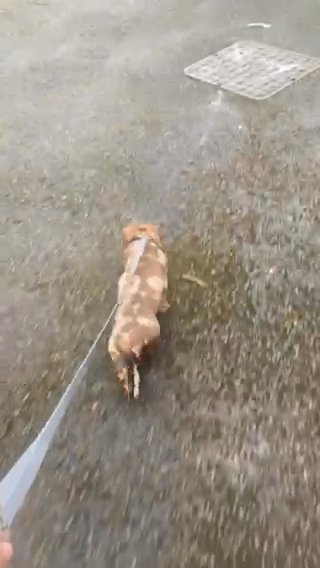 Miniature Dachshund