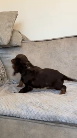 Cocker Spaniel Pups